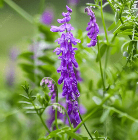 La Vesce velue une légumineuse annuelle d’hiver très utilisée